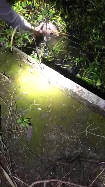 義工一手捉住狗狗。(Facebook@毛孩守護者) 義工一手捉住狗狗。(Facebook@毛孩守護者)