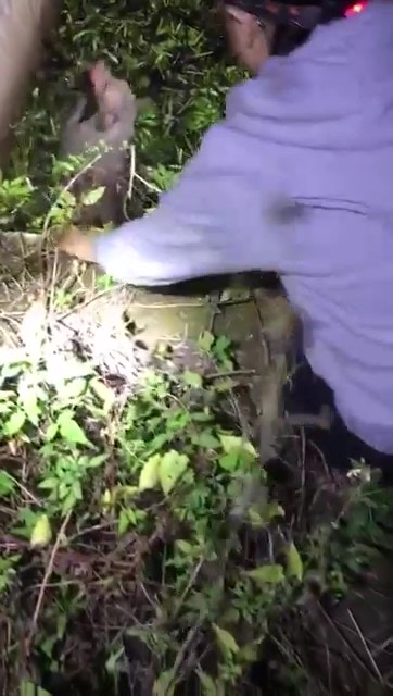 一頭白色唐狗被困上水麒麟村的廢棄池塘中,抓住池邊不斷掙扎。(Facebook@毛孩守護者) 一頭白色唐狗被困上水麒麟村的廢棄池塘中,抓住池邊不斷掙扎。(Facebook@毛孩守護者)