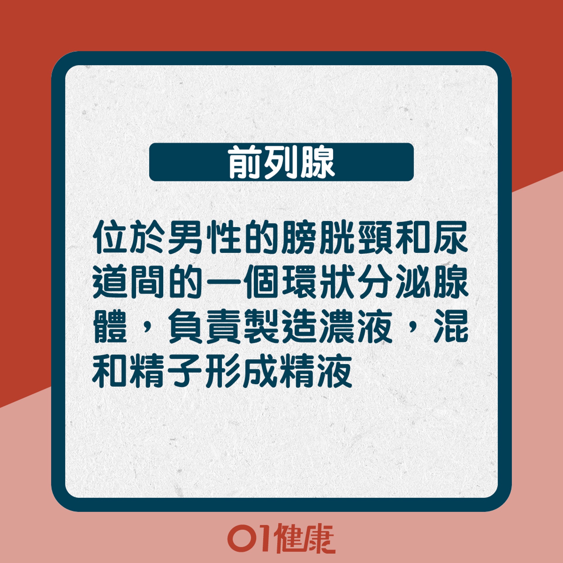 前列腺功能:位於男性的膀胱頸和尿道間的一個環狀分泌腺體,負責製造濃液,混和精子形成精液(01製圖) 前列腺功能:位於男性的膀胱頸和尿道間的一個環狀分泌腺體,負責製造濃液,混和精子形成精液(01製圖)