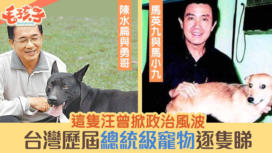 台灣大選 愛寵物是當選條件 回顧歷屆台總統不少都是貓狗奴 香港01 寵物 台灣大選 愛寵物是當選條件 回顧歷屆台總統不少都是貓狗奴 香港01 寵物