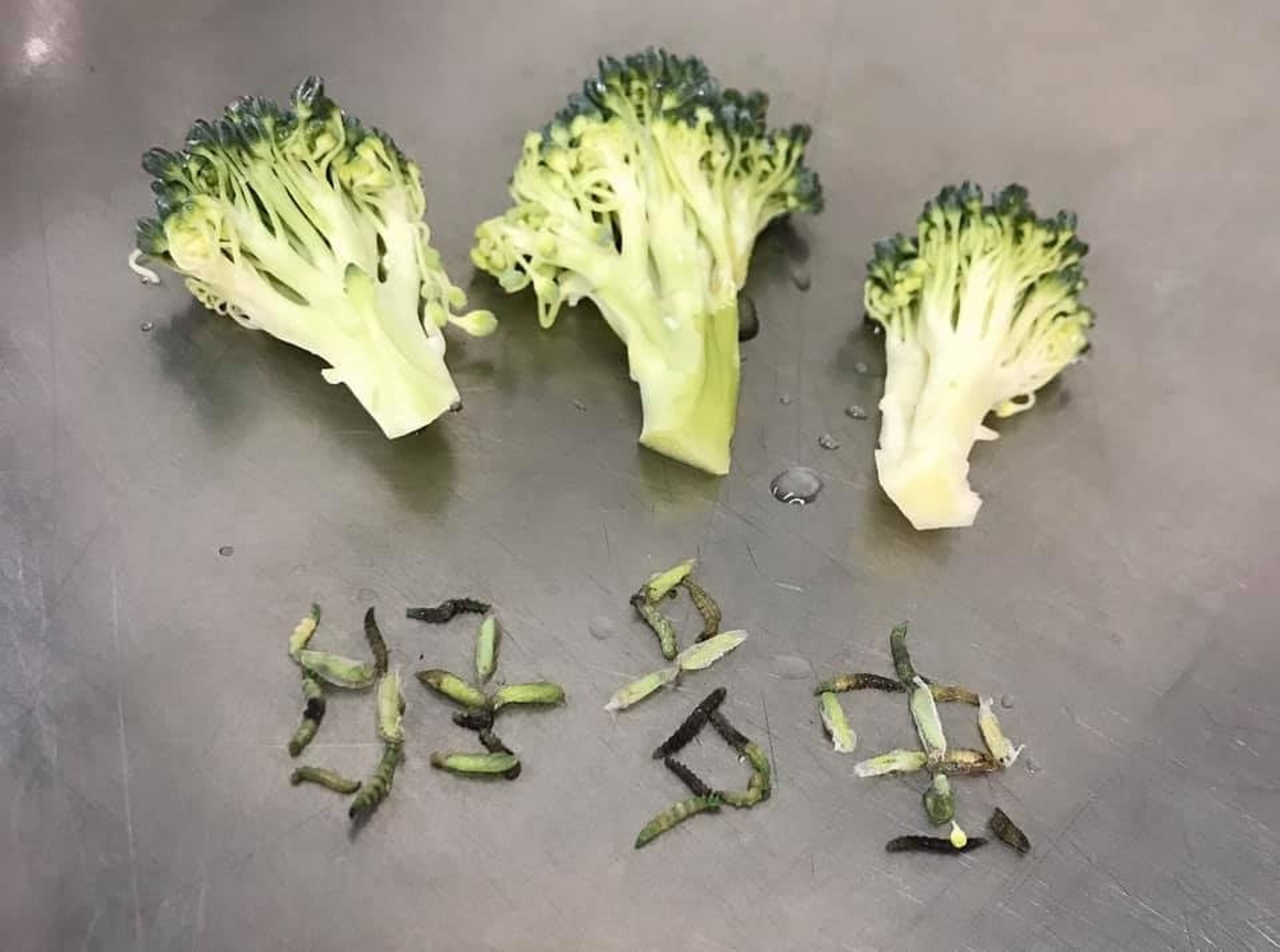 洗菜貼士 一棵西蘭花驚見35條菜蟲 7類蔬菜清洗貼士 洗菜貼士 一棵西蘭花驚見35條菜蟲 7類蔬菜清洗貼士