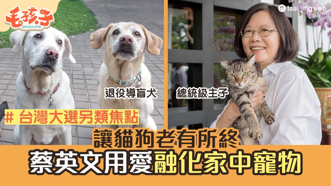 台灣大選 蔡英文是貓狗奴你知嗎 撿颱風被困貓領養導盲犬 香港01 寵物 台灣大選 蔡英文是貓狗奴你知嗎 撿颱風被困貓領養導盲犬 香港01 寵物