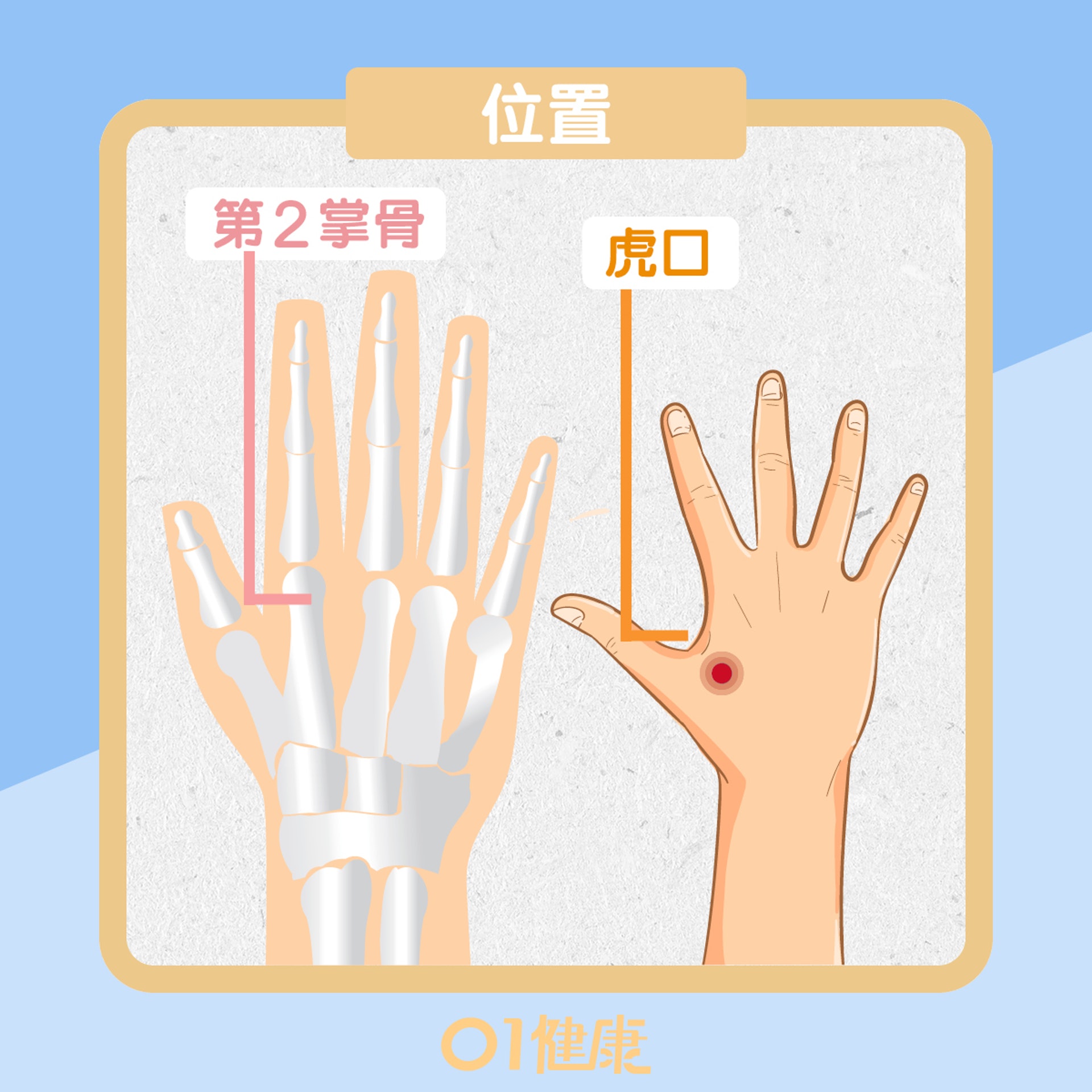 合谷穴(01製圖) 合谷穴(01製圖)