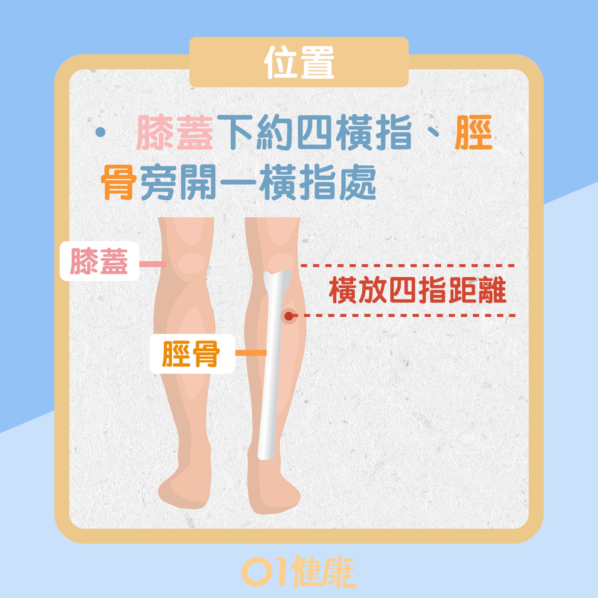 足三里穴(01製圖) 足三里穴(01製圖)