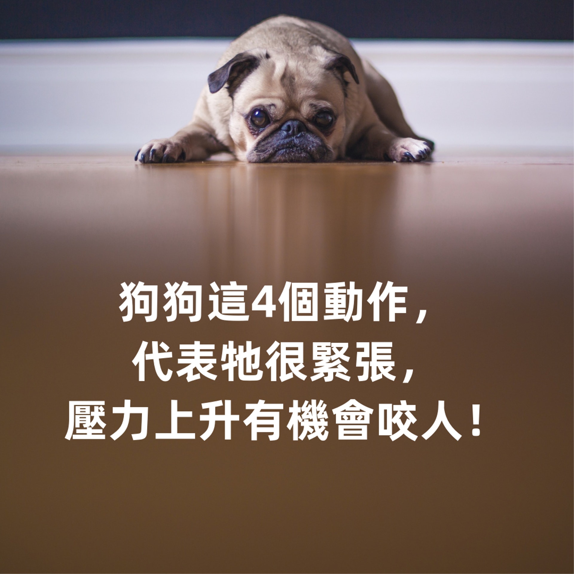 狗心理 朋友來拜年令狗狗壓力爆燈 這4個舉動反映牠很緊張 狗心理 朋友來拜年令狗狗壓力爆燈 這4個舉動反映牠很緊張