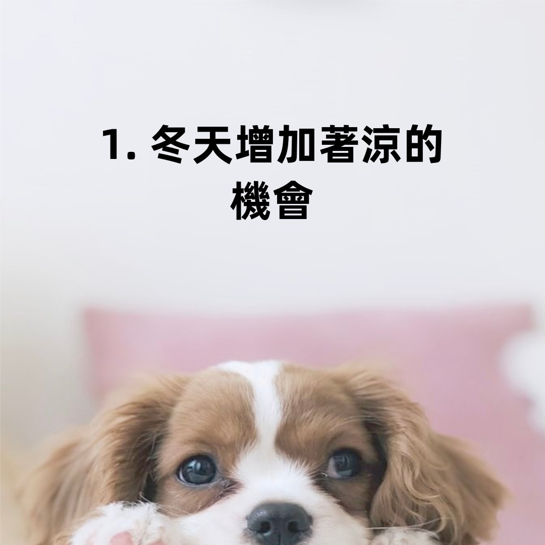 狗狗癲癇不要輕視發現這些症狀主人要特別留神 香港01 寵物