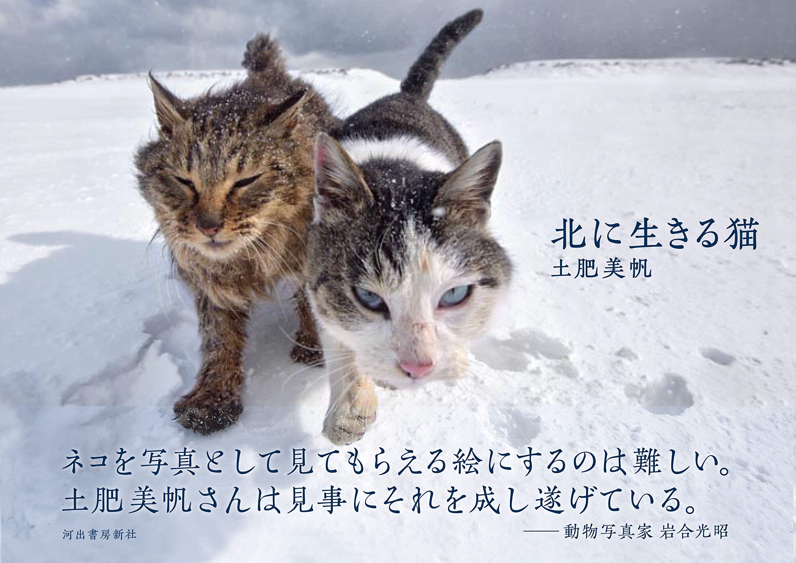 萌寵充電站 北海道流浪貓毋懼零下寒冬23張相展現頑強生命力
