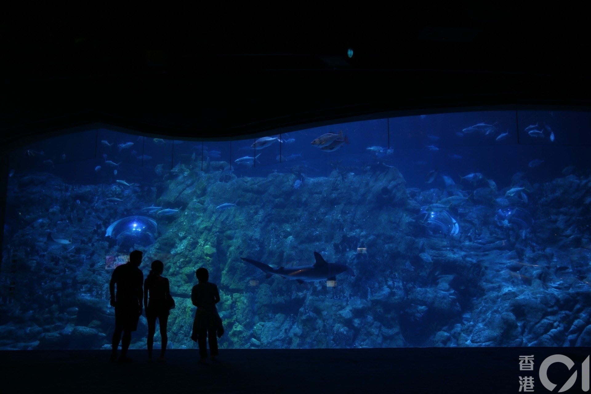 海豚以及其他動物的下場如何,仍為港人憂慮。(資料圖片/蔡正邦攝) 海豚以及其他動物的下場如何,仍為港人憂慮。(資料圖片/蔡正邦攝)