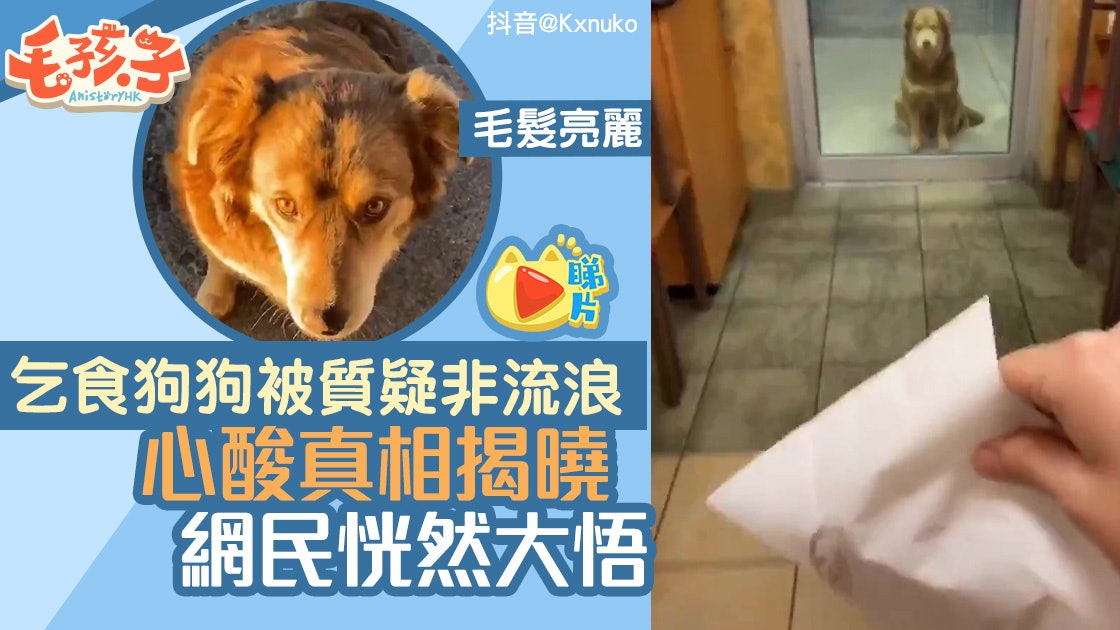 狗狗每天到快餐店乞食毛色亮麗被質疑非浪浪店員揭心酸真相 狗狗每天到快餐店乞食毛色亮麗被質疑非浪浪店員揭心酸真相