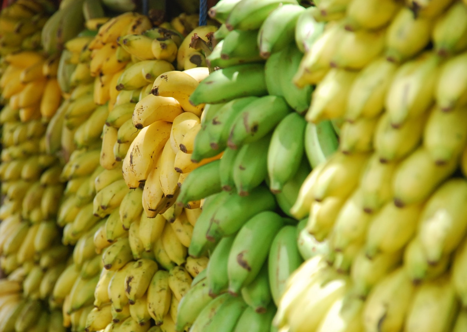 其實不論是熟了的黃香蕉，或是還沒成熟的青香蕉，都含有抗性澱粉。（Lotte Löhr／Ｕnsplash）