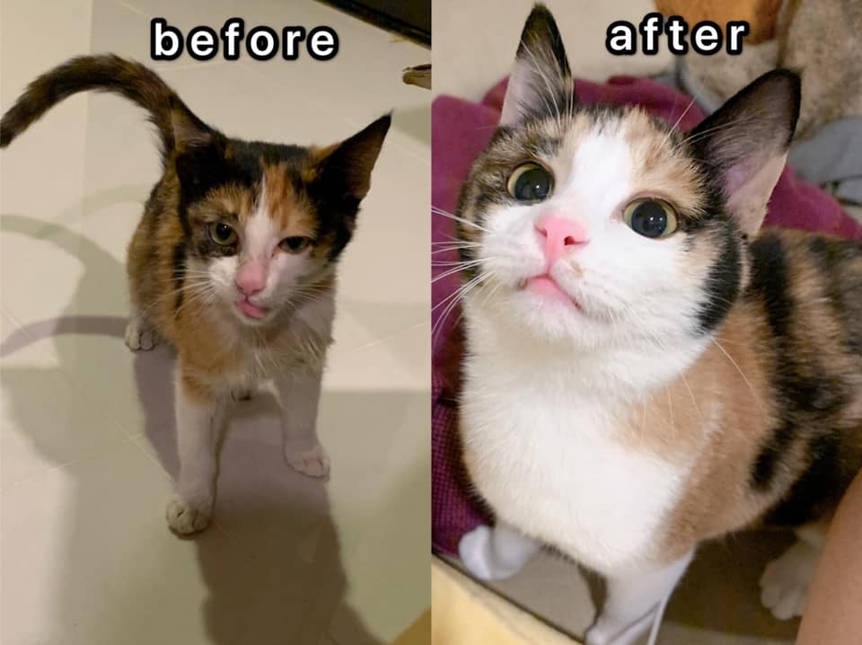 三色貓遇新手貓主悉心呵護3個月變成超美貓