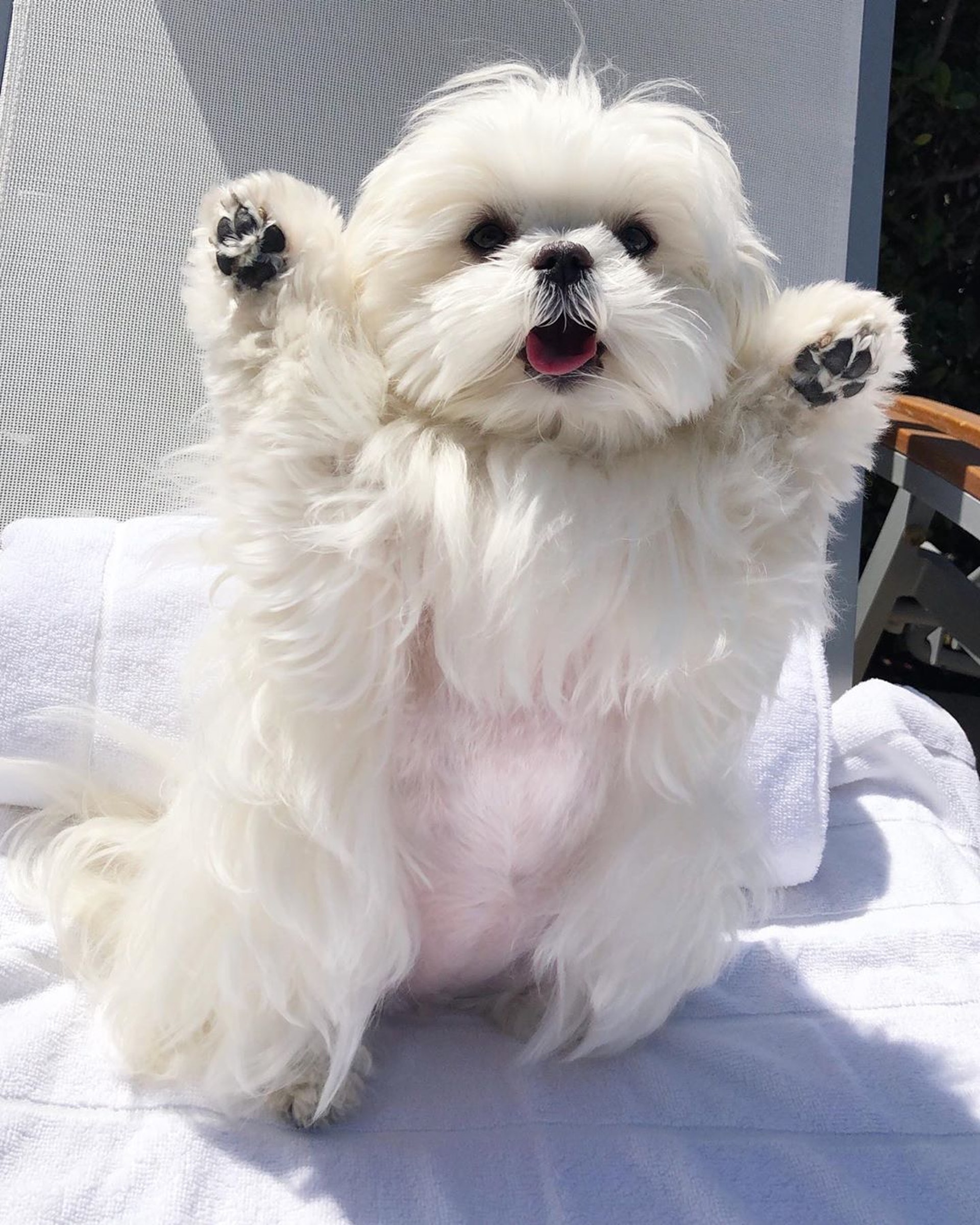 萌寵充電站 魔天使長期投降成網紅萌爆的牠沒想到是頭專業犬 香港01 寵物