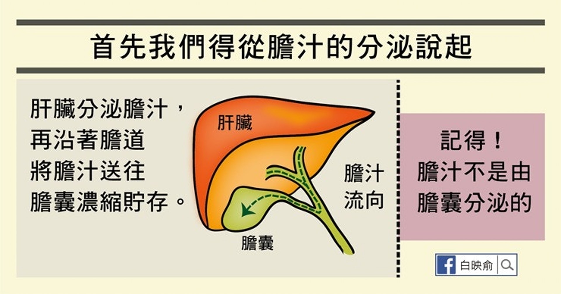 膽汁是由肝臟分泌的。（照護線上授權使用）