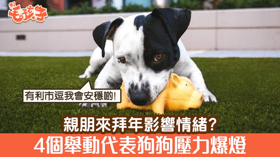 狗心理 朋友來拜年令狗狗壓力爆燈 這4個舉動反映牠很緊張 香港01 寵物