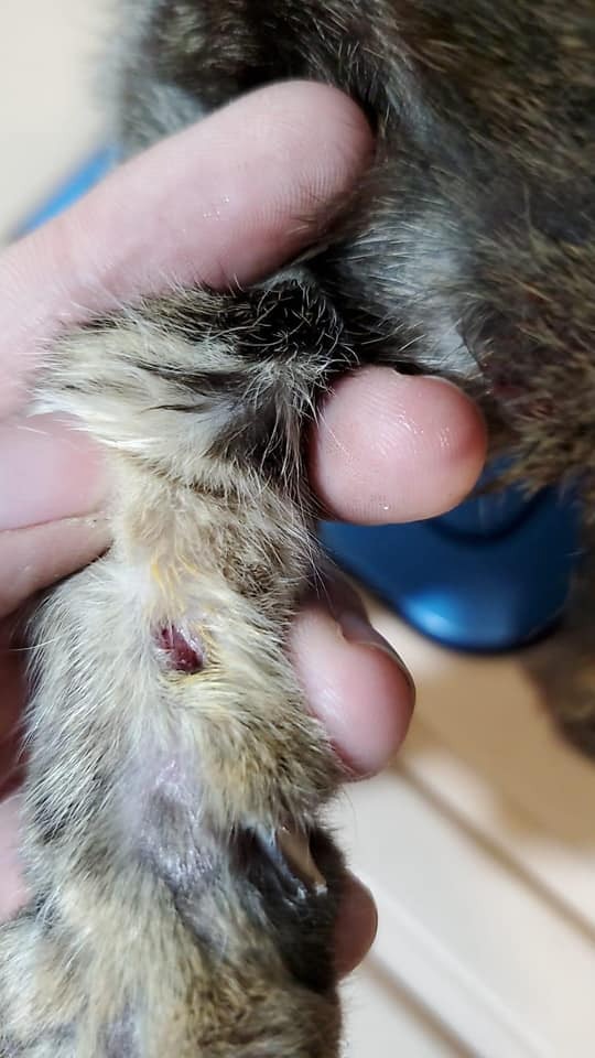 當中包括新傷、舊傷,部份仍然滲血(受訪者提供) 當中包括新傷、舊傷,部份仍然滲血(受訪者提供)