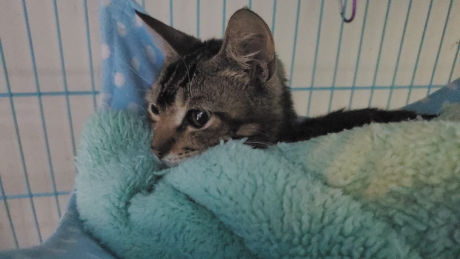 (受訪者提供) (受訪者提供)