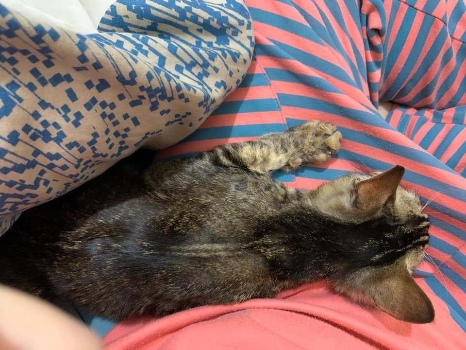 小可還有無數跳蚤亂竄,她跟其他義工花了幾個小時,才把小可身上的跳蚤清除掉。(受訪者提供) 小可還有無數跳蚤亂竄,她跟其他義工花了幾個小時,才把小可身上的跳蚤清除掉。(受訪者提供)