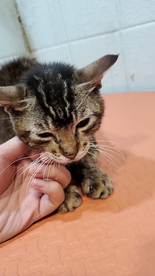 流浪貓身上有20多個傷口,當中包括新傷、舊傷,部份仍然滲血。(受訪者提供) 流浪貓身上有20多個傷口,當中包括新傷、舊傷,部份仍然滲血。(受訪者提供)