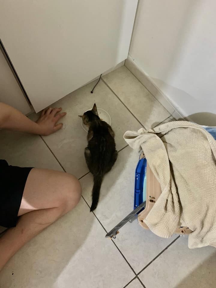 牠目前在機構的貓舍休養,健康狀況穩定。(受訪者提供) 牠目前在機構的貓舍休養,健康狀況穩定。(受訪者提供)