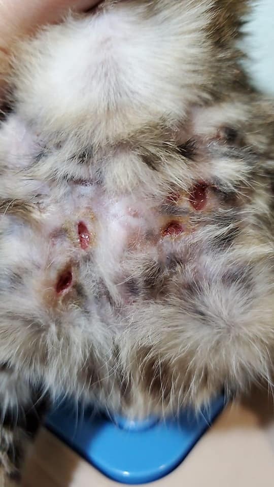 張小姐發現牠身上有20多個傷口(受訪者提供) 張小姐發現牠身上有20多個傷口(受訪者提供)