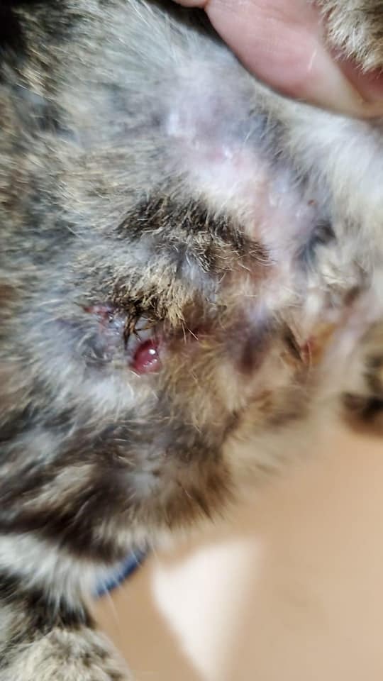 義工按傷口大小及現場環境估計,是被貓咬傷。(受訪者提供) 義工按傷口大小及現場環境估計,是被貓咬傷。(受訪者提供)