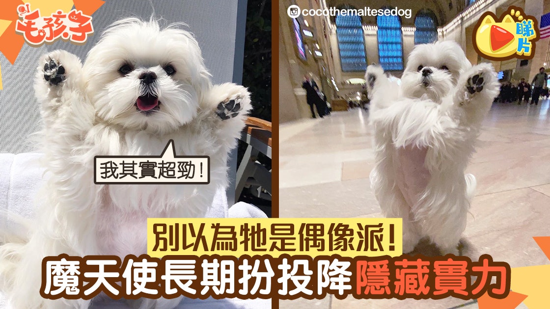 萌寵充電站 魔天使長期投降成網紅萌爆的牠沒想到是頭專業犬 萌寵充電站 魔天使長期投降成網紅萌爆的牠沒想到是頭專業犬