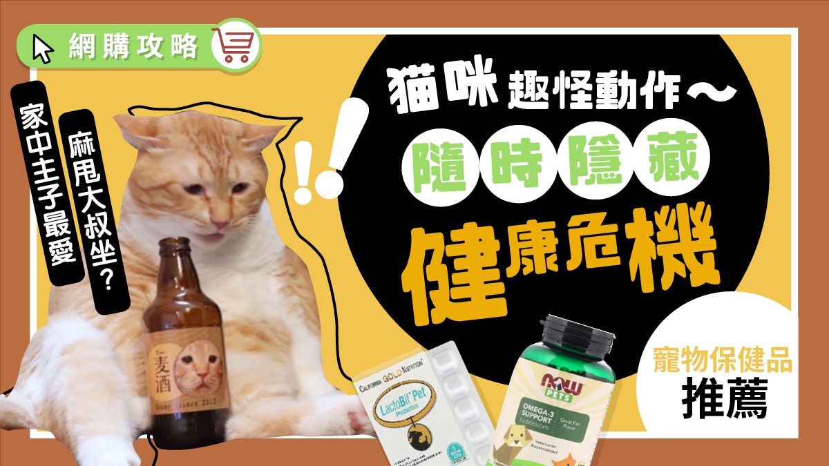 【寵物健康】貓咪「大叔坐」好趣怪？拆解萌爆行為背後的健康危機