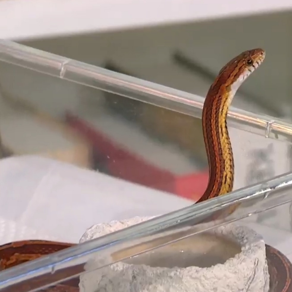 這是粟米蛇「小花」。(受訪者提供) 這是粟米蛇「小花」。(受訪者提供)