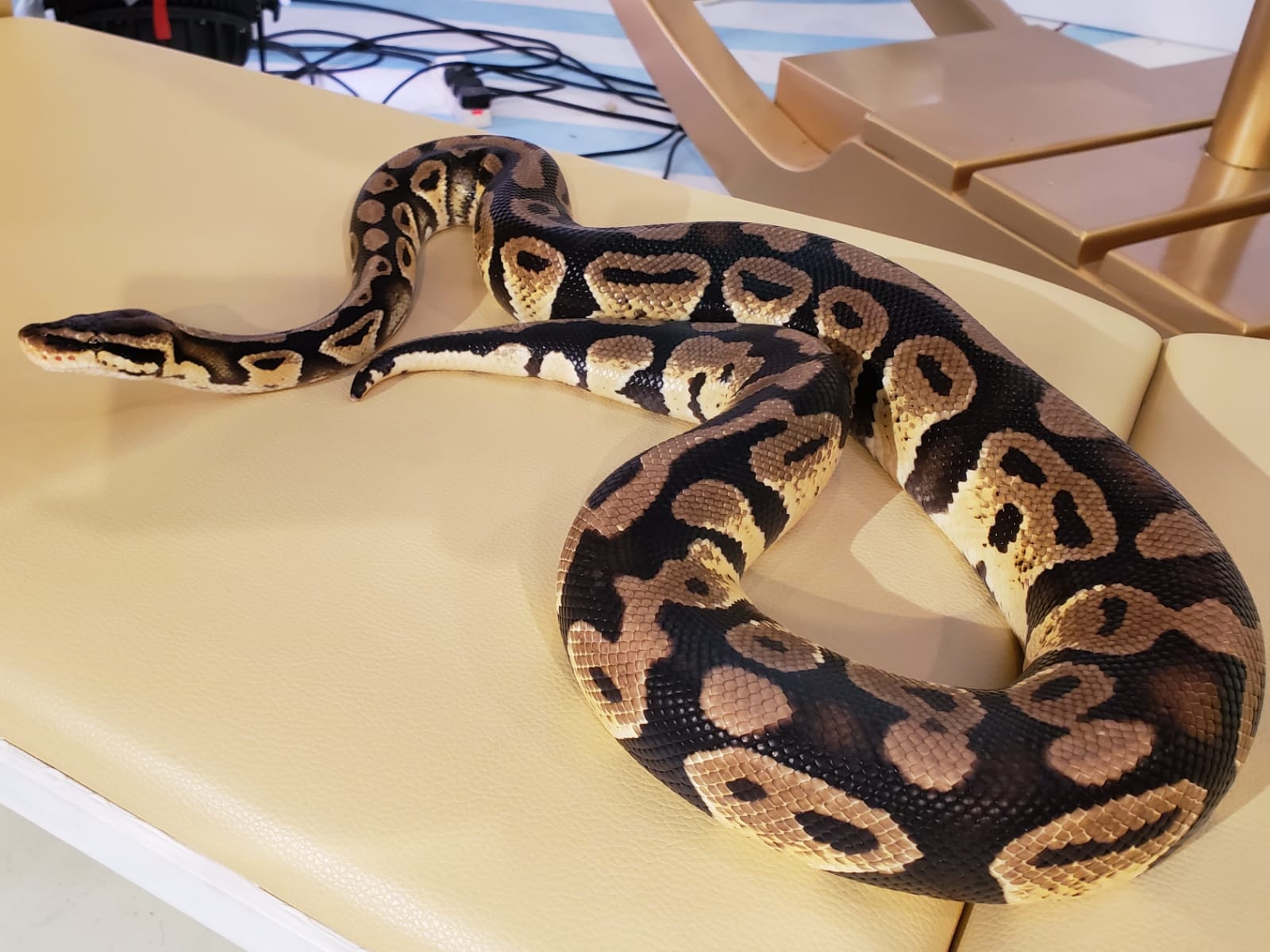 他共養有逾20隻兩棲爬蟲類動物,包括守宮、青蛙、龜、球蟒及粟米蛇。(受訪者提供) 他共養有逾20隻兩棲爬蟲類動物,包括守宮、青蛙、龜、球蟒及粟米蛇。(受訪者提供)