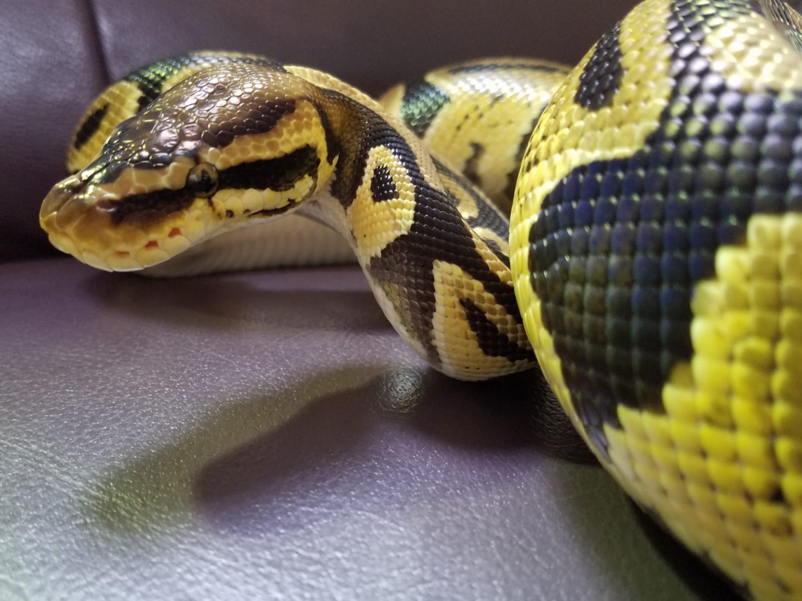 這是球蟒「小黑」。(受訪者提供) 這是球蟒「小黑」。(受訪者提供)