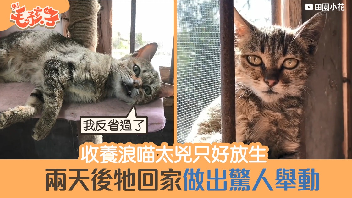 流浪貓太兇沒法收養放生兩天後牠竟做出這驚人行為 香港01 寵物