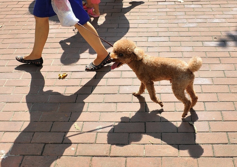 世界衛生組織(WHO)日前公布,目前尚無證據顯示伴侶動物或寵物(如狗或貓)可被新的冠狀病毒感染。然而,寵主與寵物接觸後,應以肥皂和清水洗手。 世界衛生組織(WHO)日前公布,目前尚無證據顯示伴侶動物或寵物(如狗或貓)可被新的冠狀病毒感染。然而,寵主與寵物接觸後,應以肥皂和清水洗手。