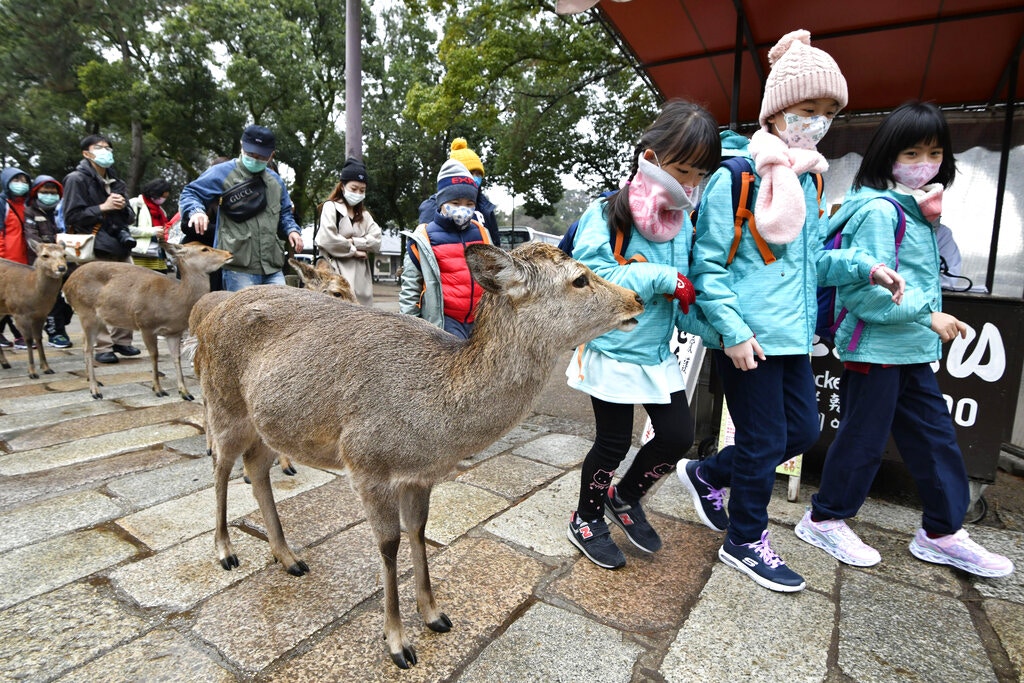 日本1月31日出現第17宗確診新型冠狀病毒個案。首相安倍晉三同日宣布，禁止在14天以內曾到訪中國湖北省的外國人入境。禁令在2月1日凌晨零時開始生效。圖為戴着口罩的兒童1月29日經過奈良市的奈良公園。（AP）