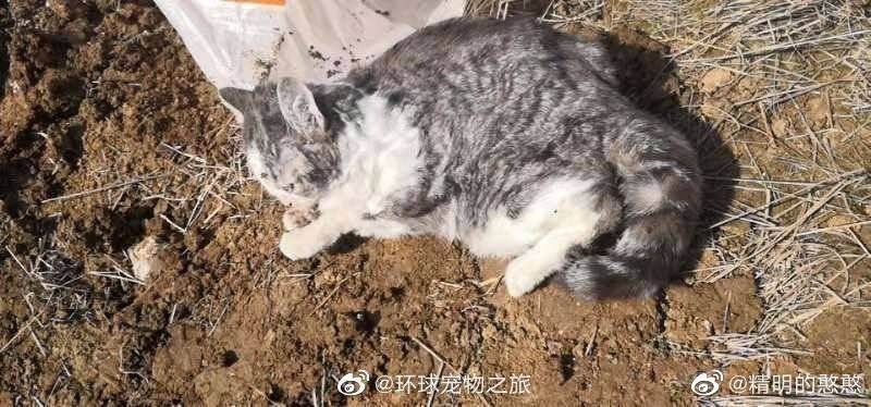 Kucing mati setelah dimasukkan kantong plastik