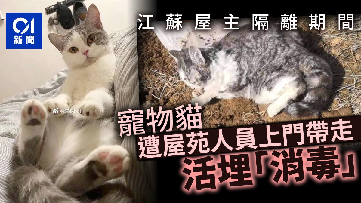 【武漢肺炎】江蘇屋主被隔離 工作人員上門活埋寵物貓稱「消毒」 【武漢肺炎】江蘇屋主被隔離 工作人員上門活埋寵物貓稱「消毒」