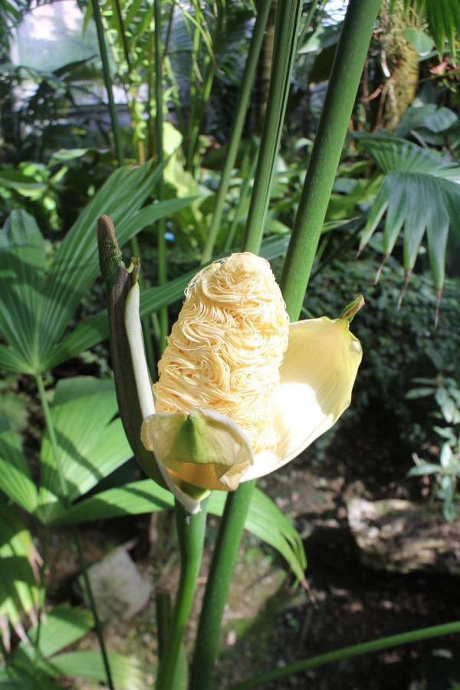 日本東京一家拉麵店Mannish在Twitter上貼文註解寫道,「這是世界上最像拉麵的植物」(Twitter@ MANNISH0307)