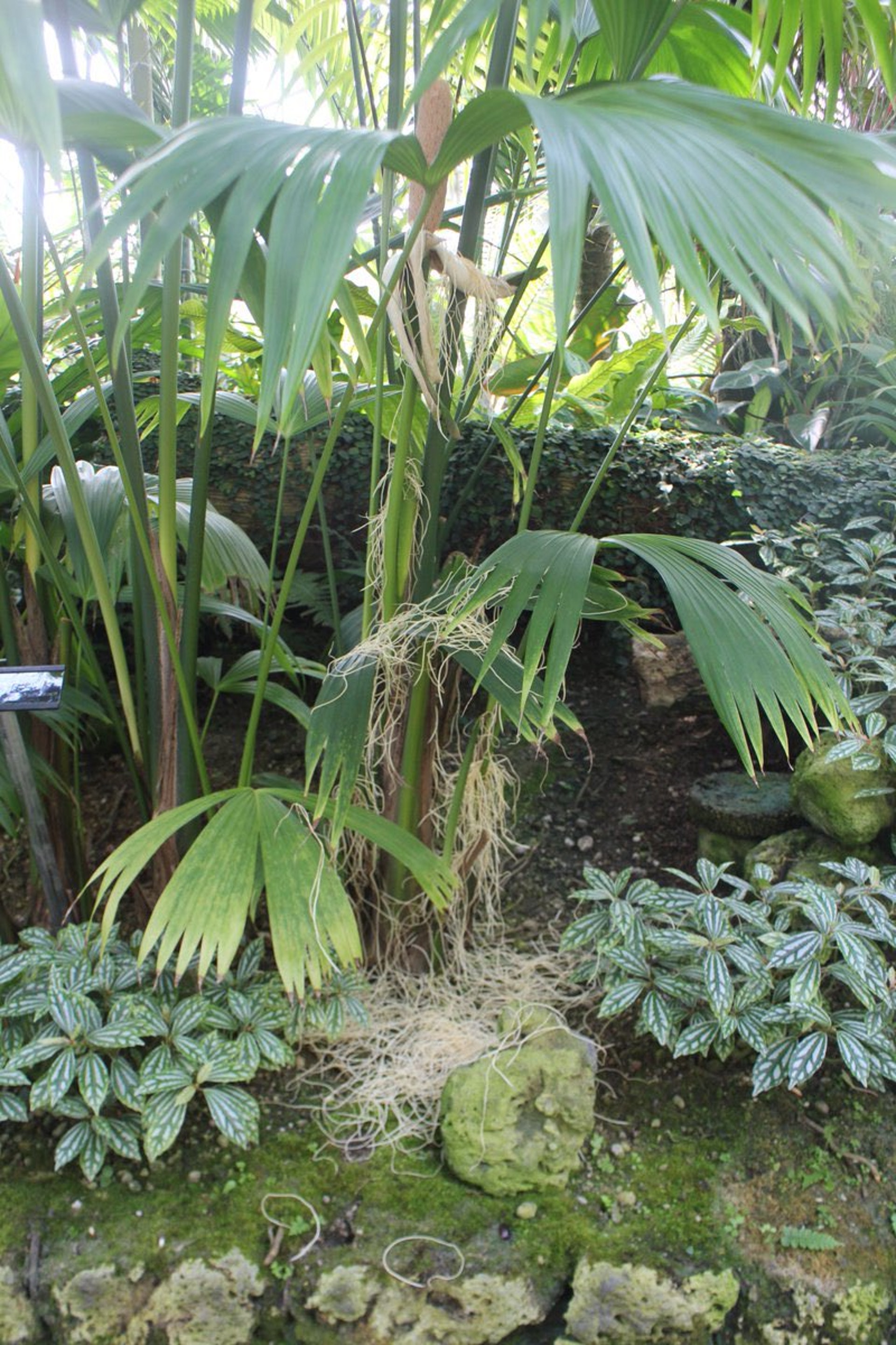 日本東京一家拉麵店Mannish在Twitter上貼文註解寫道,「這是世界上最像拉麵的植物」(Twitter@ MANNISH0307)