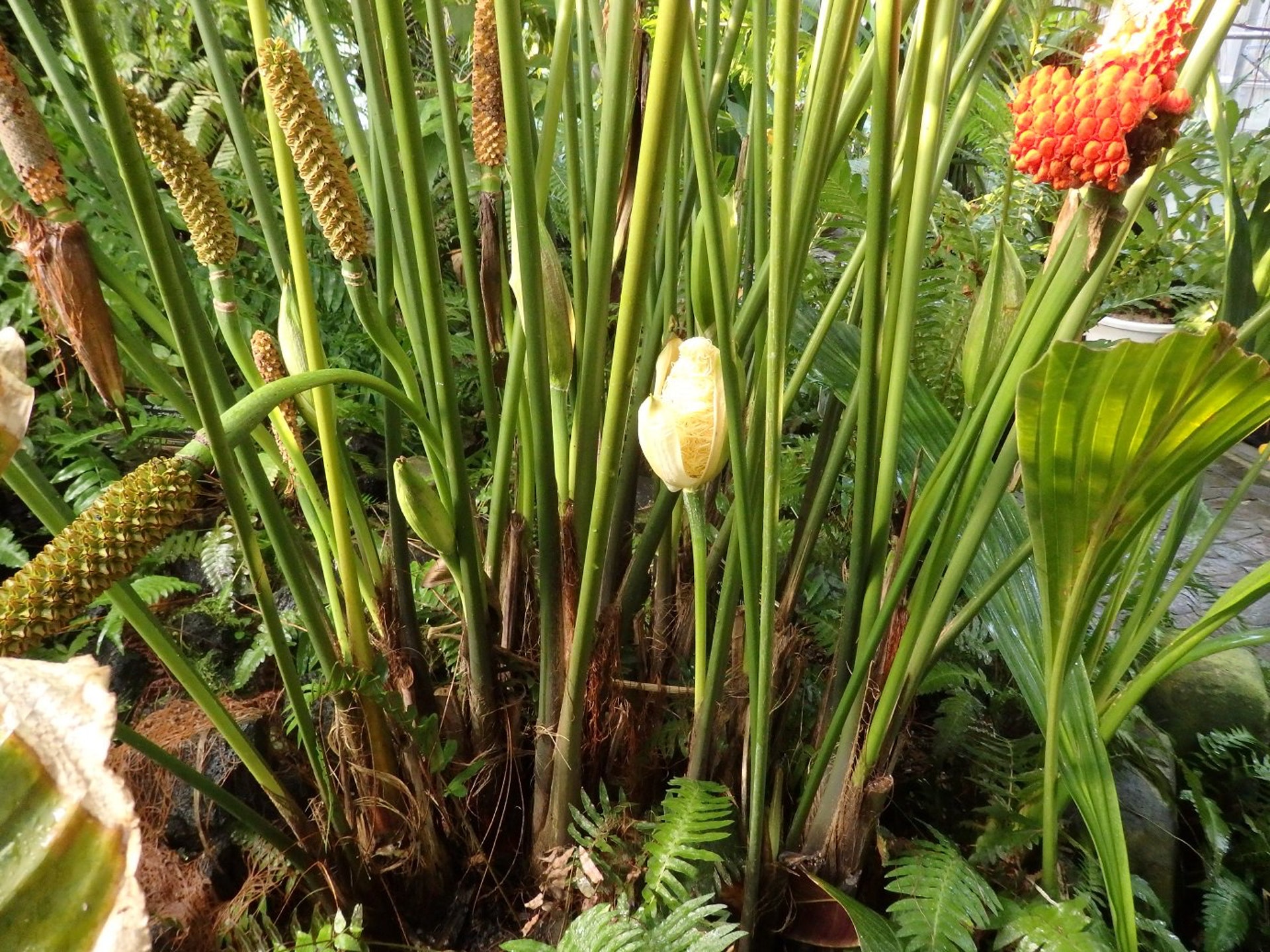 原來,這是原產於中美洲墨西哥至哥倫比亞一帶的「巴拿馬草」(Twitter@ @higashiyamapark)