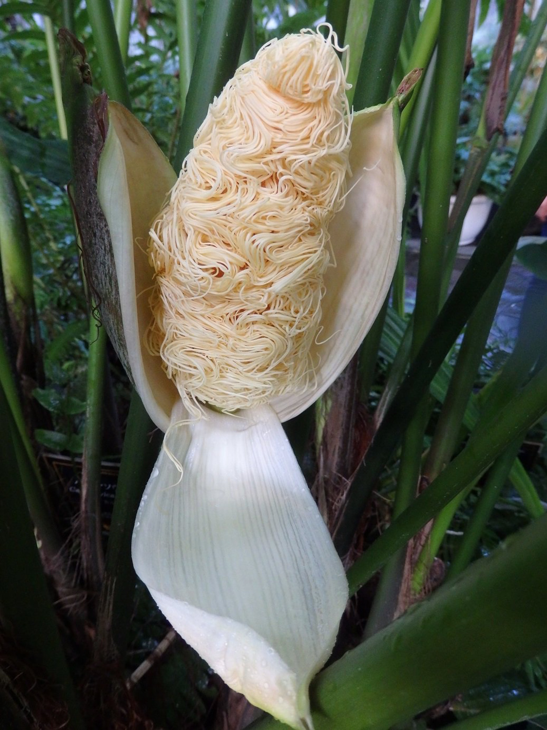 雖然長得像栗米,但是跟栗米關係不大。(Twitter@ @higashiyamapark)