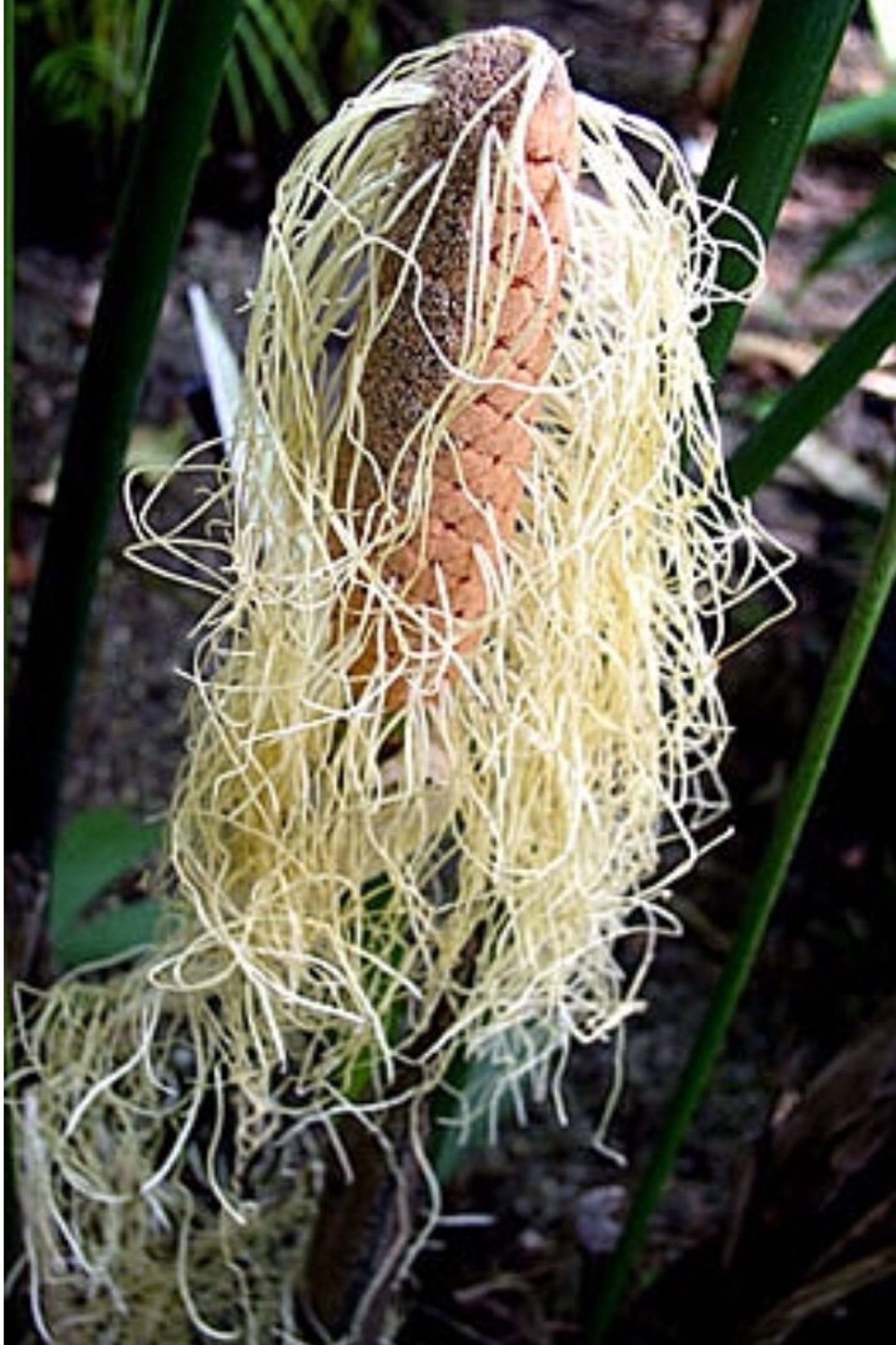 巴拿馬草的葉子是製作巴拿馬帽的原料,花的部分則是雌蕊和雄蕊以螺旋狀排列,形成稠密的穗狀花序,因此狀似麵條。@akemizuyuki