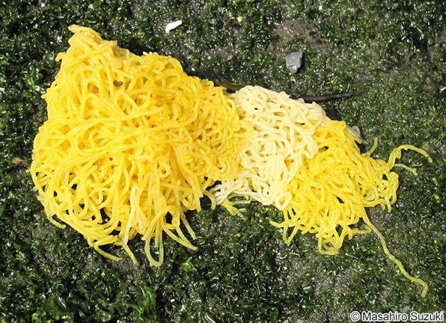 有網友就提出，海兔（海蛞蝓）的蛋也長得非常像麵條，甚至還有「海素麵」的別稱（Twitter@Masahiro Suzuki）