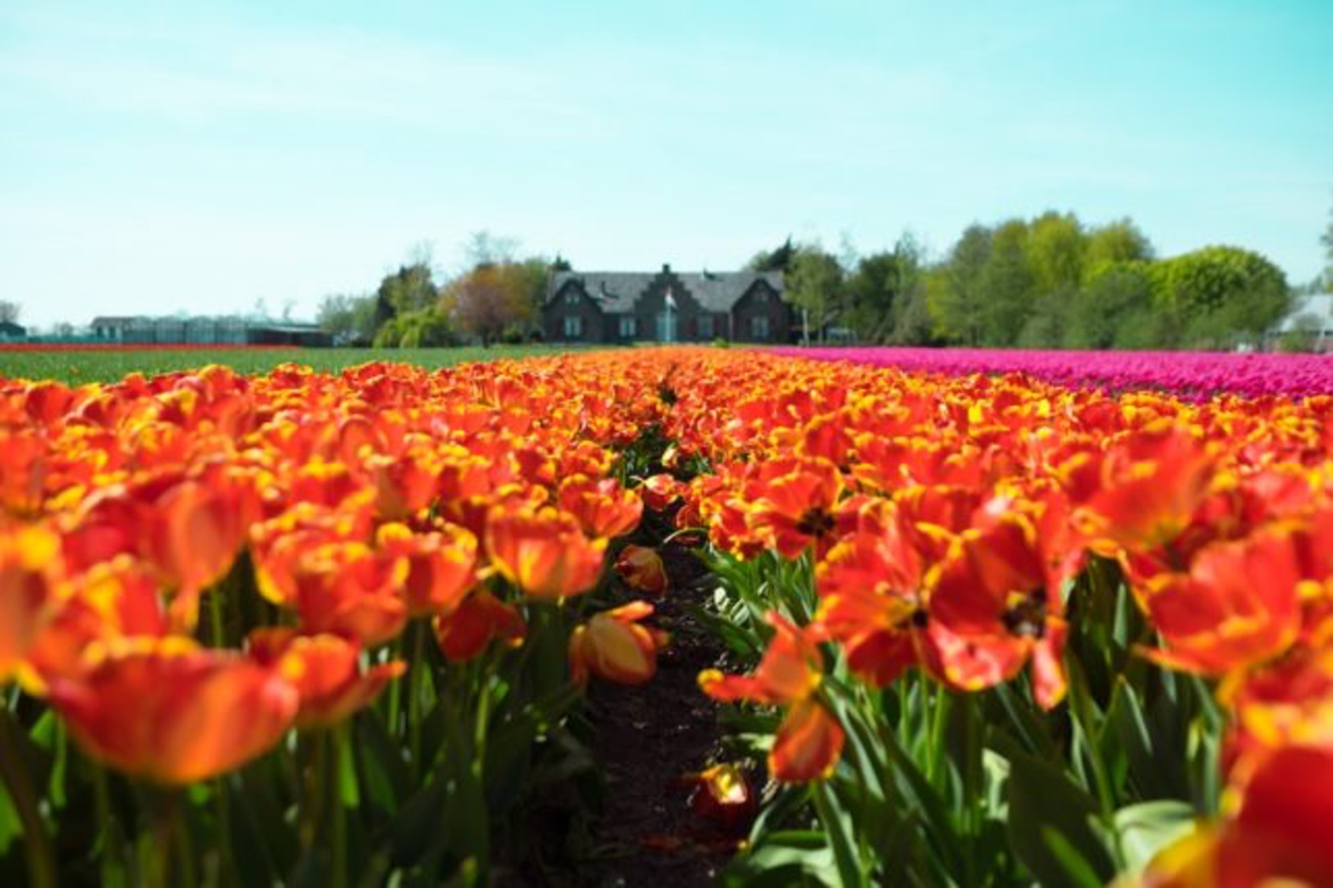 到了4月，荷蘭國花鬱金香開始綻放，每年吸引數以萬計的遊客專程到 荷蘭賞花 一睹她的風采。（Owen Williams/Unsplash）