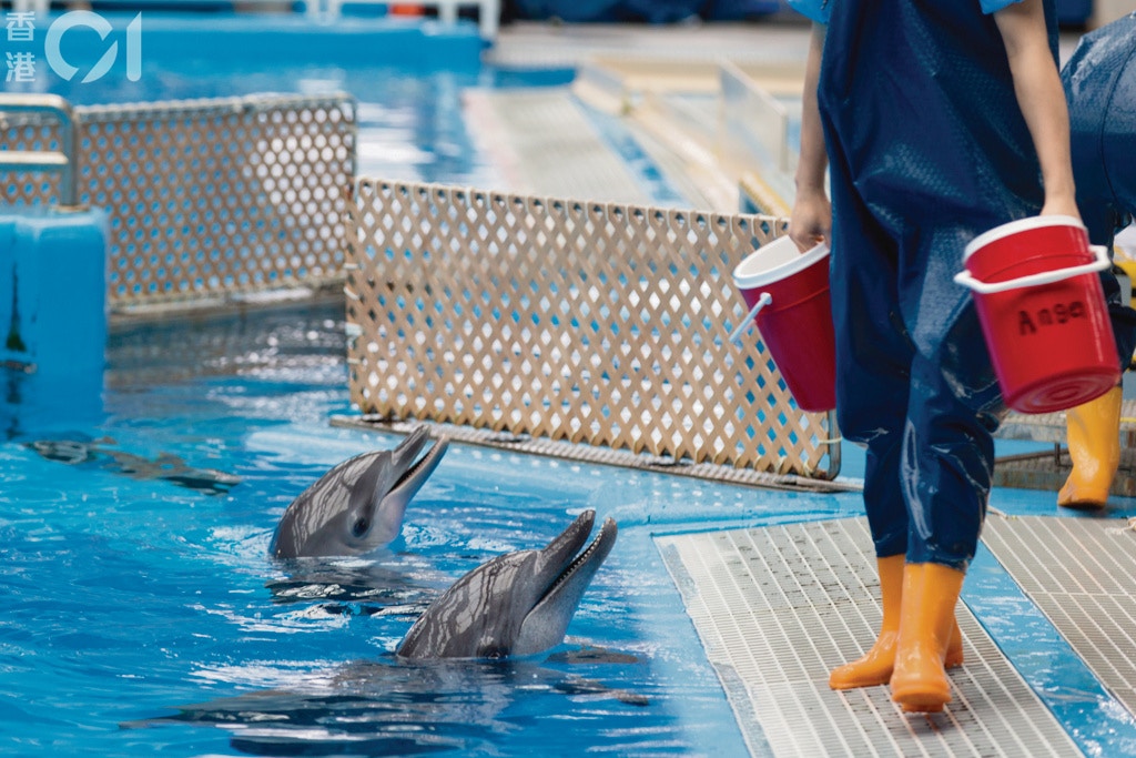 有海洋公園前訓練員曾透露,園方以「連坐法」訓練海豚,即一條海豚做錯動作或不聽指令,會連累其他海豚沒有食物。(資料圖片/江智騫攝) 有海洋公園前訓練員曾透露,園方以「連坐法」訓練海豚,即一條海豚做錯動作或不聽指令,會連累其他海豚沒有食物。(資料圖片/江智騫攝)