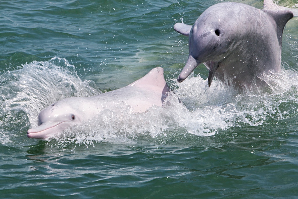 海豚為了表演被人類嚴苛訓練,承受巨大精神壓力。(資料圖片/吳鍾坤攝) 海豚為了表演被人類嚴苛訓練,承受巨大精神壓力。(資料圖片/吳鍾坤攝)