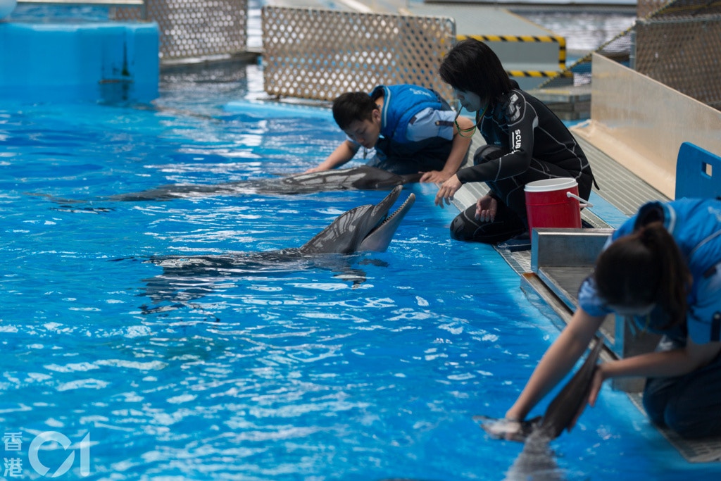 香港海豚保育學會發言人麥希汶形容,海洋公園困養動物及逼海豚表演,讓公眾以為人類有權支配野生動物,是「很錯」的教育。(資料圖片/江智騫攝) 香港海豚保育學會發言人麥希汶形容,海洋公園困養動物及逼海豚表演,讓公眾以為人類有權支配野生動物,是「很錯」的教育。(資料圖片/江智騫攝)