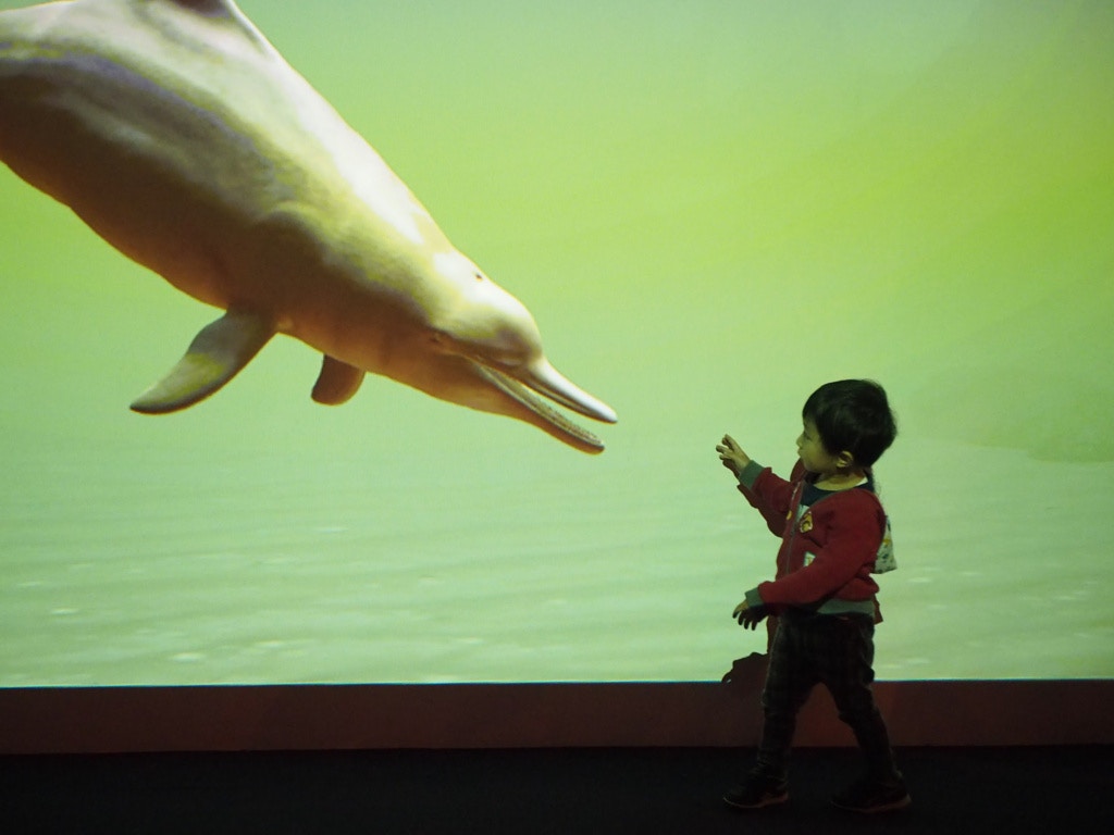 投影技術能夠以真實比例展示動物,是取代水族館的方法之一。(香港海洋保育學會提供) 投影技術能夠以真實比例展示動物,是取代水族館的方法之一。(香港海洋保育學會提供)