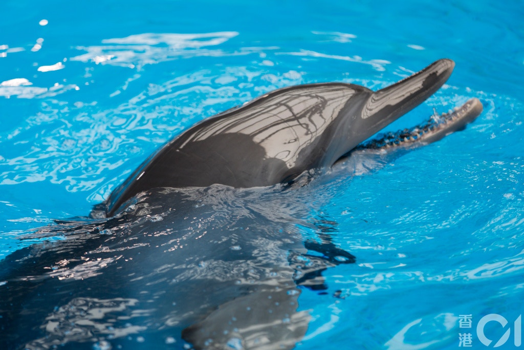 海豚被釋放後是否真的能夠適應野外生活?(資料圖片/江智騫攝) 海豚被釋放後是否真的能夠適應野外生活?(資料圖片/江智騫攝)