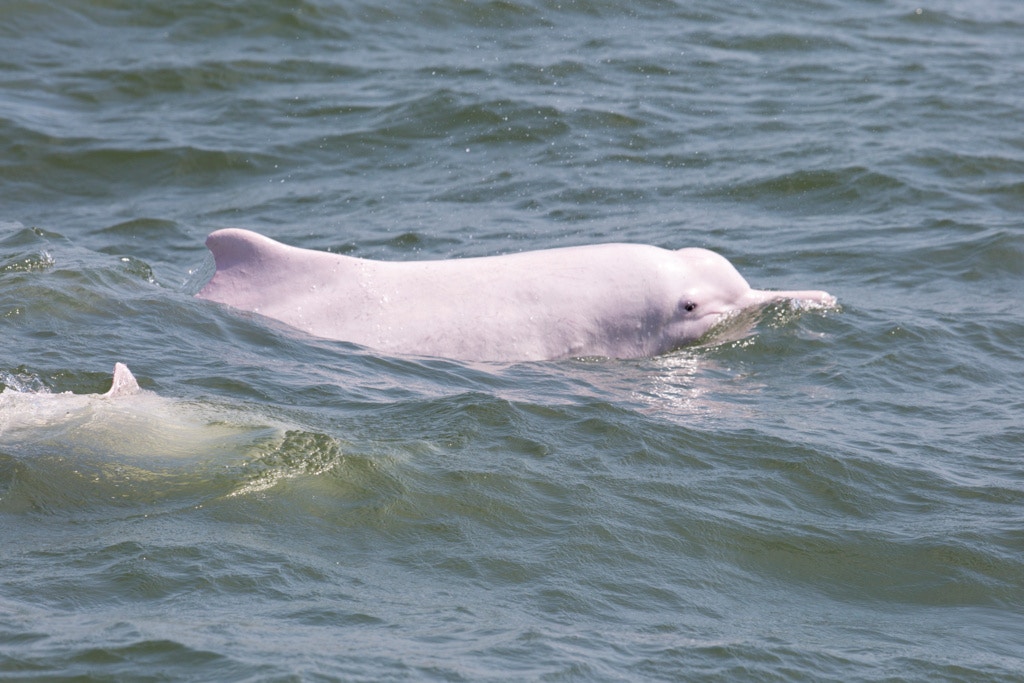 現時中華白海豚面臨多重生存威脅,包括海水污染、船隻撞擊等。(資料圖片/吳鍾坤攝) 現時中華白海豚面臨多重生存威脅,包括海水污染、船隻撞擊等。(資料圖片/吳鍾坤攝)