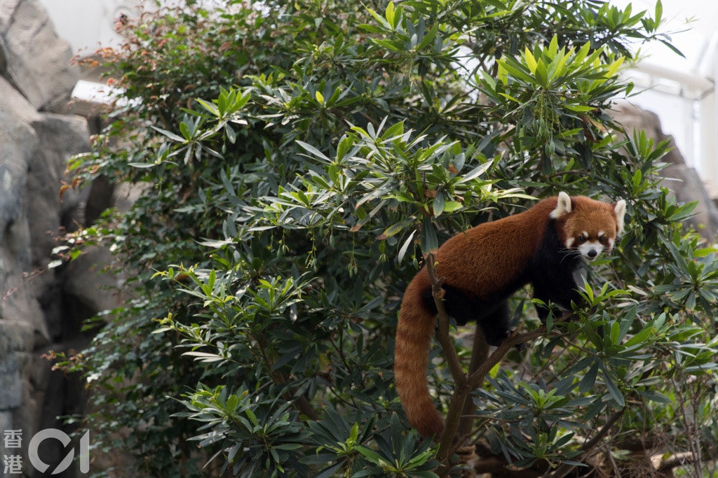 漁護署去年4月就提升動物福利展開諮詢,冀透過修訂《防止殘酷對待動物條例》第169章。(資料圖片/江智騫攝) 漁護署去年4月就提升動物福利展開諮詢,冀透過修訂《防止殘酷對待動物條例》第169章。(資料圖片/江智騫攝)