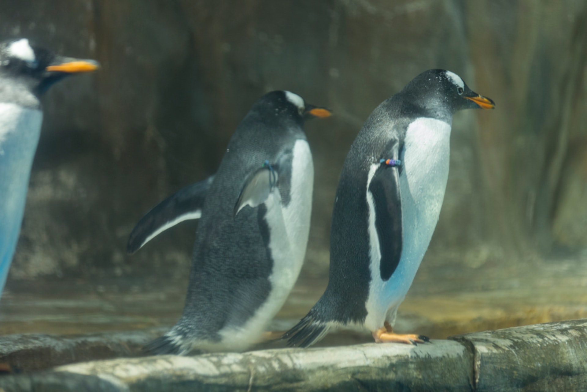 (資料圖片/江智騫攝) (資料圖片/江智騫攝)